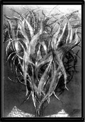 Female - 1992 